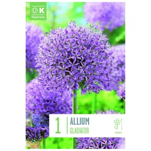 Kapiteyn 1 Gladiator Allium Spring Flowering Bulb